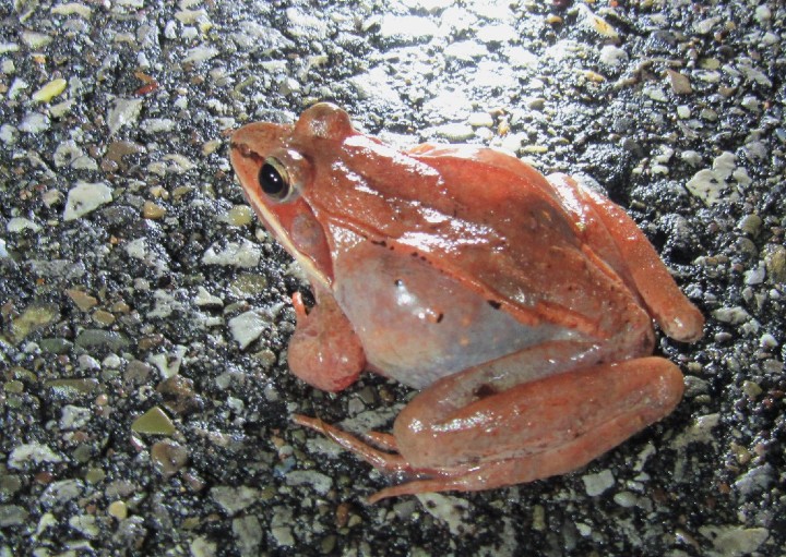 Wood Frogs